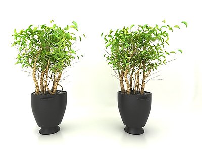 3d盆栽绿植模型