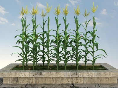 玉米模型3d模型