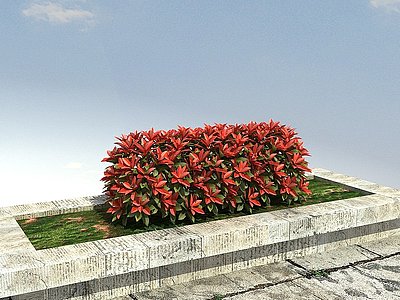 3d红叶石楠l绿篱模型