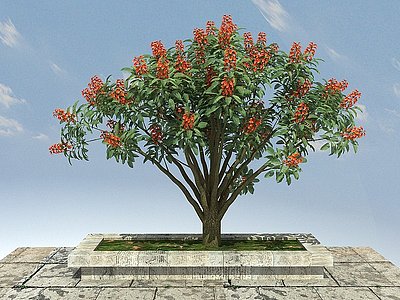 鸡冠刺桐景观植物模型3d模型