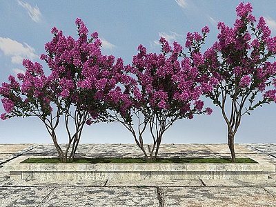 3d紫微树景观植物模型