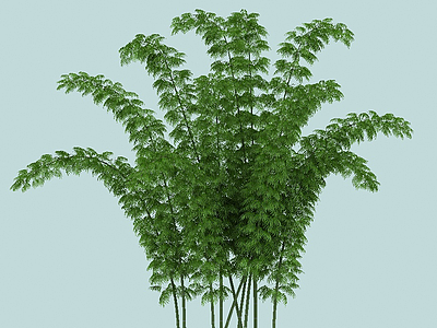 3d麻竹景观植物模型