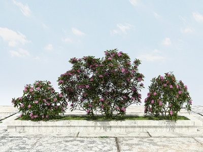 3d杜鹃花景观植物模型