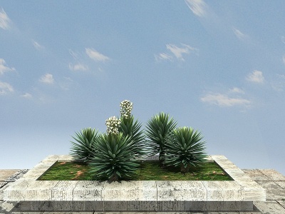 3d丝兰景观植物模型