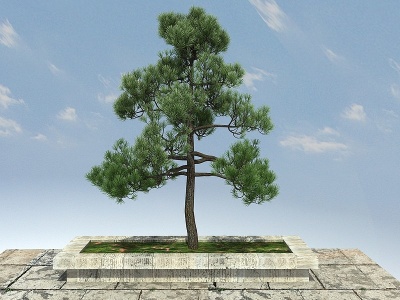 3d云南松景观植物模型