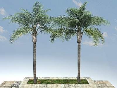 3d金山葵景观植物模型