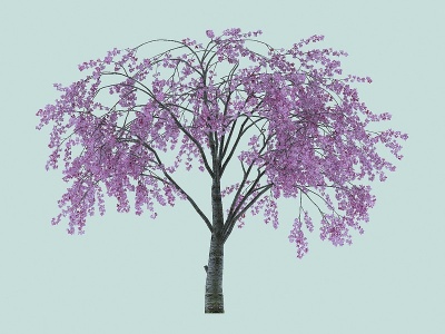 3d樱花景观植物模型