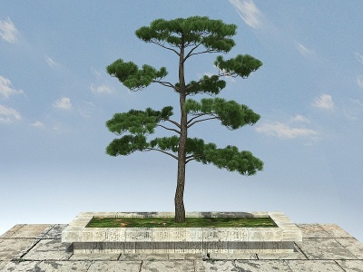 3d黑松景观植物模型