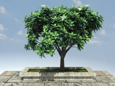 3d山玉兰景观植物模型