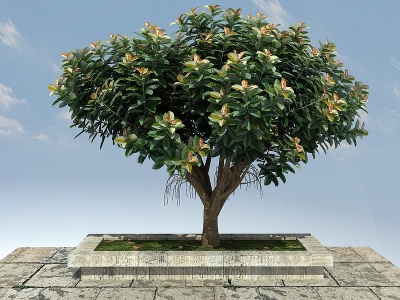 3d橡皮榕大景观植物模型
