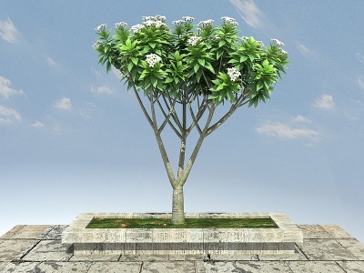 鸡蛋花景观植物模型3d模型