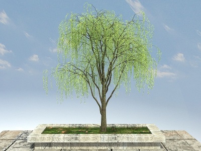 垂柳景观植物模型3d模型