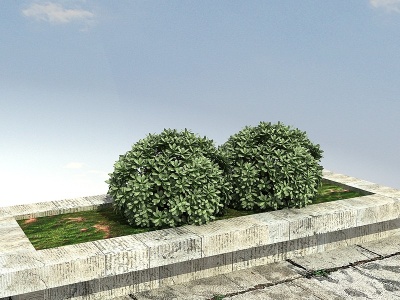 3d海桐球景观植物模型