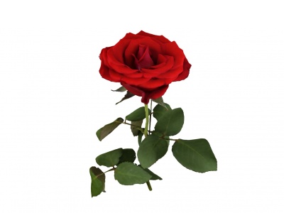 红玫瑰花模型3d模型