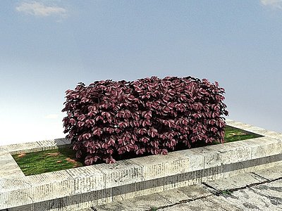 3d红花继木绿篱模型