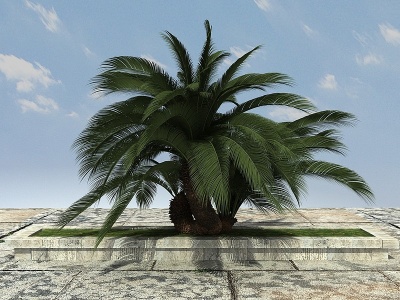 3d热带植物大铁树模型