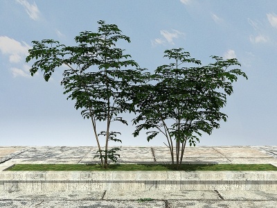 发财树模型3d模型