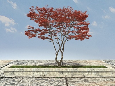 3d观赏植物红枫模型