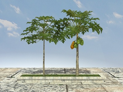 3d木瓜树（可食用）模型