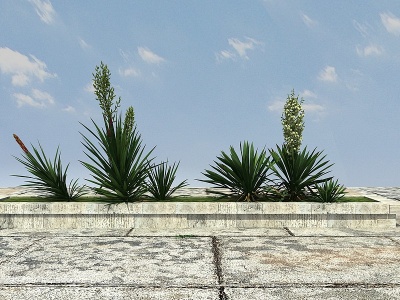3d热带植物丝兰模型