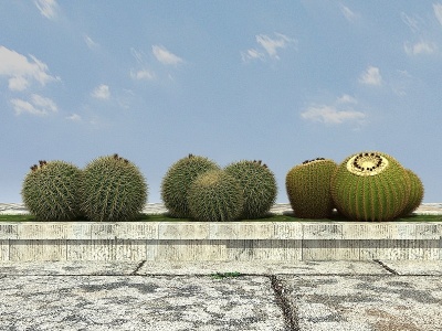 热带植物仙人球模型3d模型