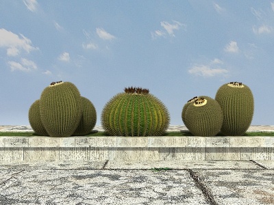 3d热带植物仙人球模型