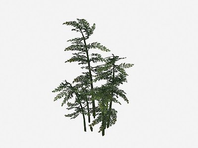 3d现代植物竹子树木模型