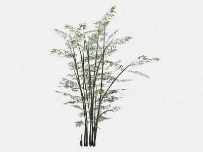 3d现代植物竹子模型