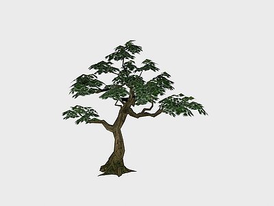 3d现代植物针叶树木模型