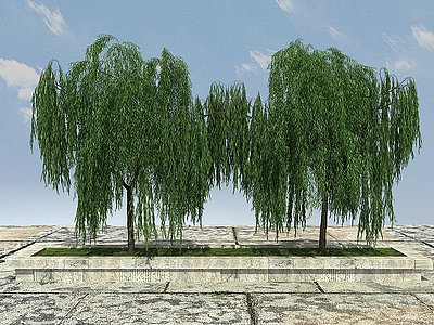 3d柳树植物模型
