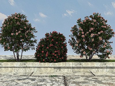 3d景观开花植物模型