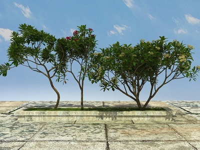 3d景观树开花植物模型