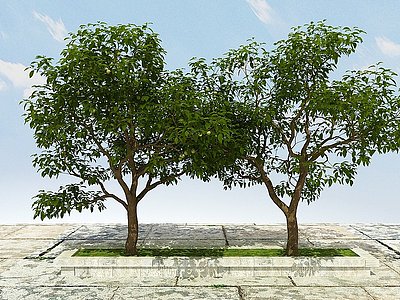 3d果树植物模型