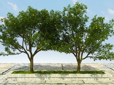 3d梨树植物模型