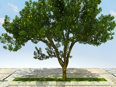 3d梨树植物模型
