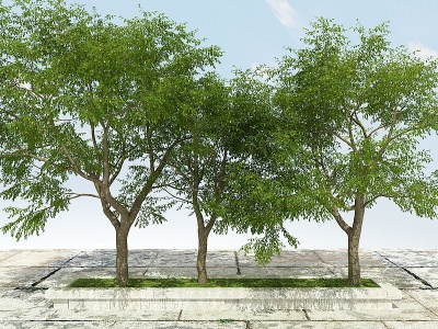 3d枣树植物模型
