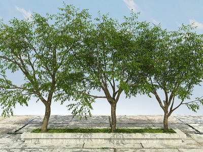 3d枣树植物模型