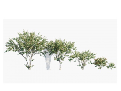 3d现代植物树木番樱桃红果仔模型