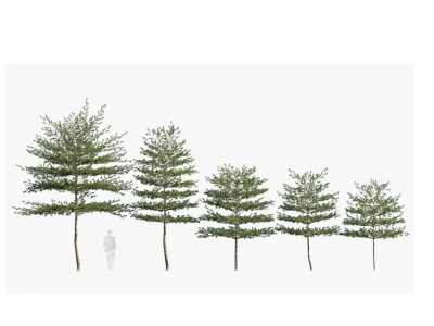 3d现代树木小叶榄仁模型