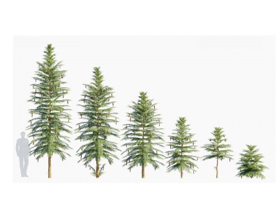 3d现代树木瓦勒迈杉模型