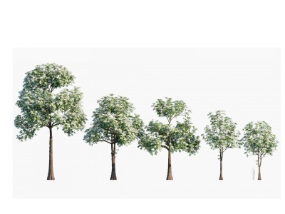3d现代植物树木糖胶树模型