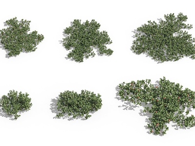 3d现代植物花草熊果模型