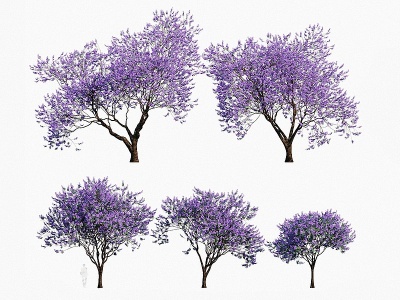 现代植物树木蓝花楹模型