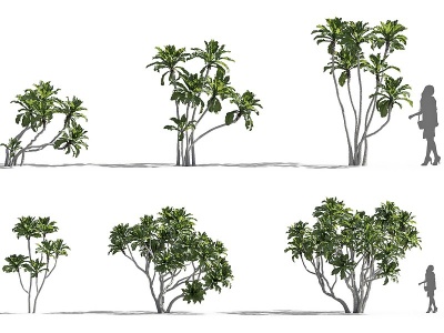3d现代植物树木菲律宾榕模型
