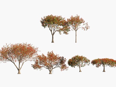 现代植物树木凤凰木模型