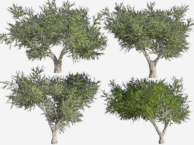 现代橄榄树模型3d模型