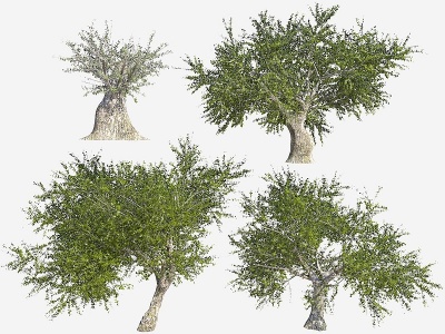 3d现代橄榄树模型