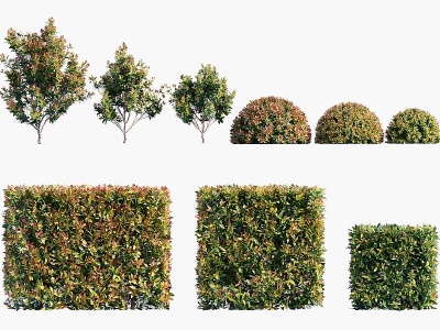 3d现代植物灌木模型