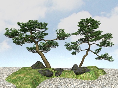景观植物黑松模型