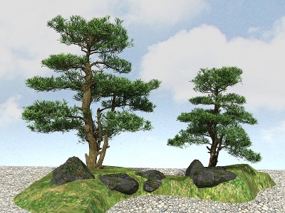 3d景观植物黑松模型